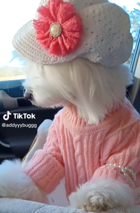 单话题破千亿曝光！TikTok上的小萌物撬动大商机？