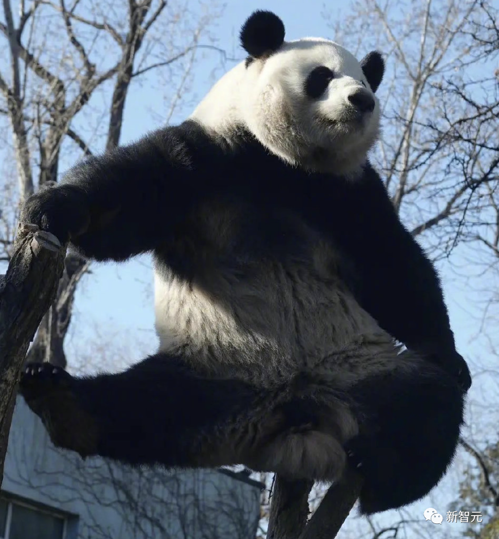 谷歌Bard支持中文了！十级过关，看懂梗图，直接上手免费体验