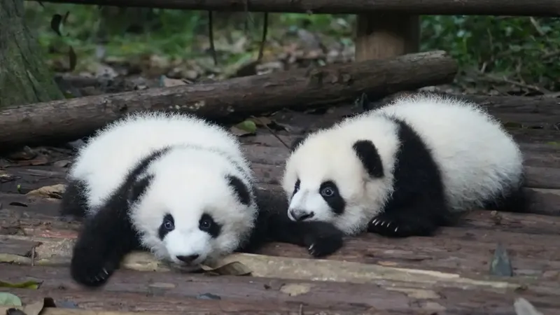 Pandabuy：出海电商创业2年利润过亿，反向海淘新风口？