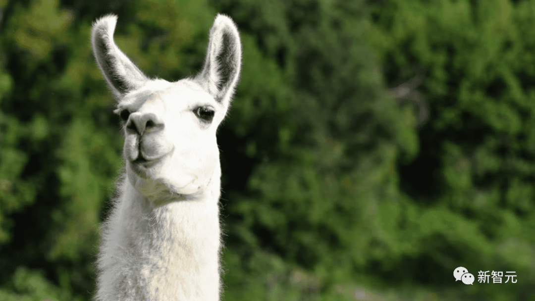 Meta版ChatGPT来了？小扎、LeCun官宣650亿参数SOTA大语言模型LLaMA