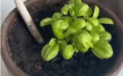 神奇铅笔可种植开花！品牌在TikTok涨粉15万，亚马逊一度卖断货